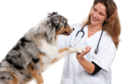 Pets Health