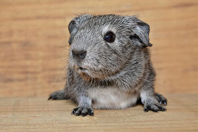 guinea-pig-smooth-hair-young-animal-black-and-white-agouti-large_BEW