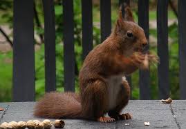Natuur in beekbergen, dieren