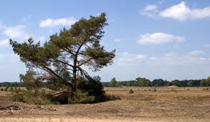 Veluwe, Beekbergen, natuur, dagje uit tips