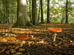Bos kaatsheuvel, wandelen, fietsen, natuur, park, actief eropuit