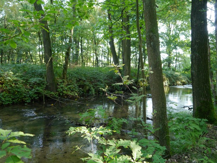 Bossen mol, natuurgebied, wandelen, fietsen, bezienswaardigheden