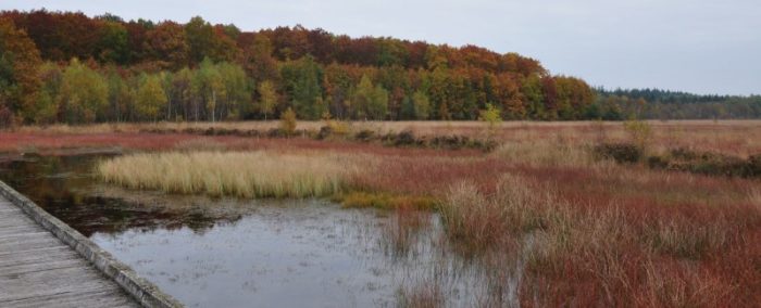 Bos en waterplas de Kleine Moere.