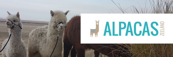 Alpacas Zeeland in omgeving Zeeland