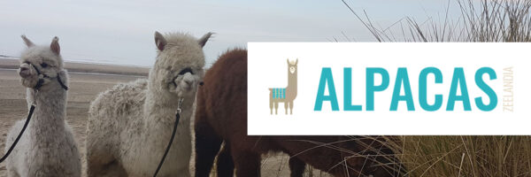Alpacas Zeelandia in omgeving Kamperland