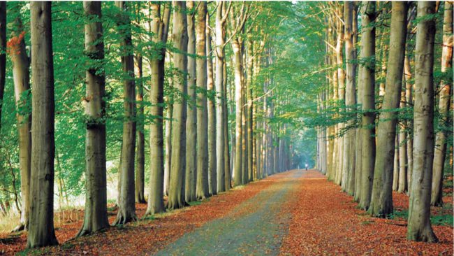 Chaam natuurgebied, bossen, wandelen, fietsen, dagje uit