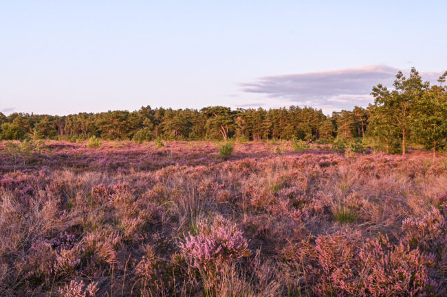 Rucphense bossen, nabij Hoeven, wandelen in de natuur