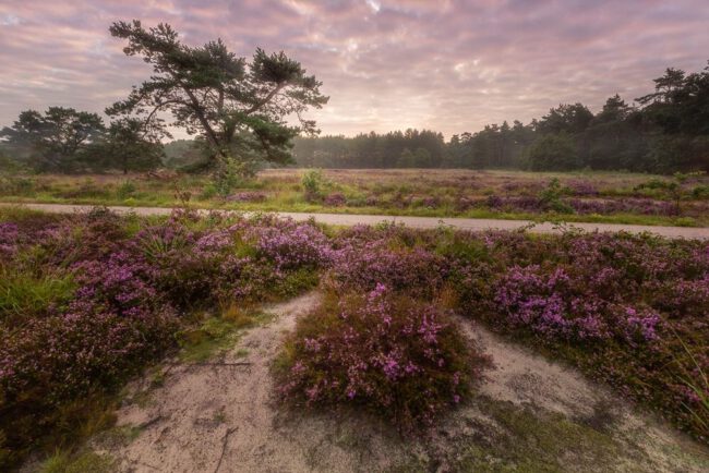 Dagje uit rondom Hoeven, bezienswaardigheden, Rucphense Bossen