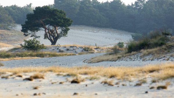 De Loonse en Drunense Duinen. Nationaal park, wandelen, flora en fauna