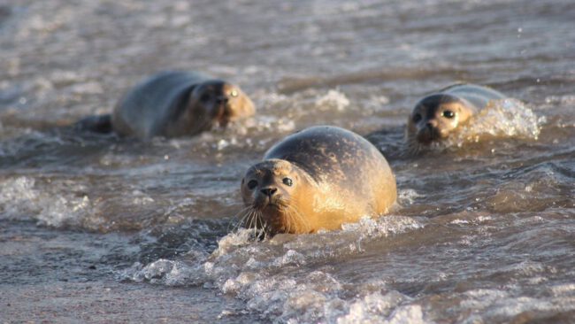 Natuur en landschap, zeehonden, Stellendam