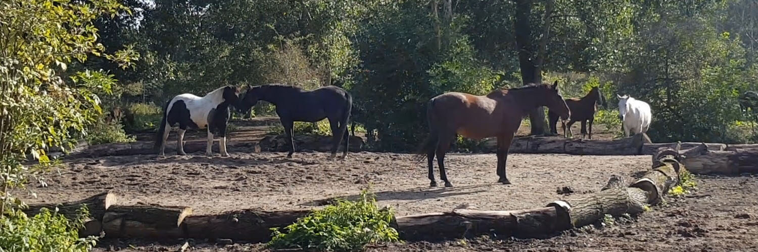 Nature Horse Paradise in omgeving Zeewolde, Flevoland