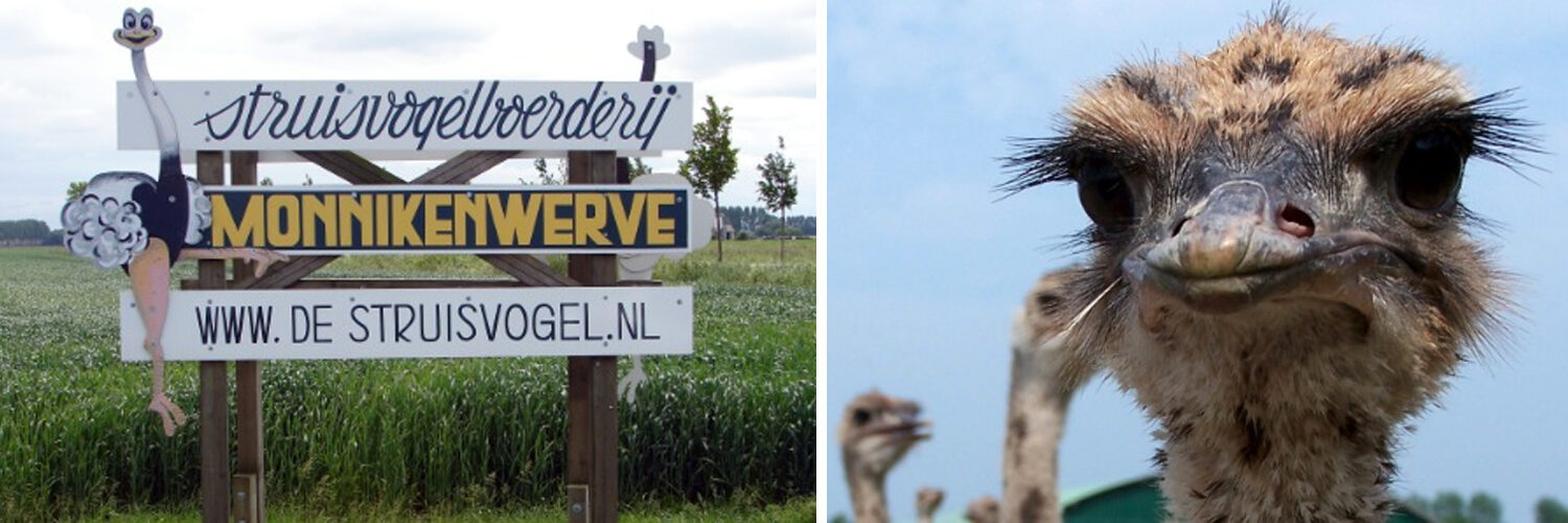 Struisvogelboerderij Monnikenwerve in omgeving Sluis, Zeeland