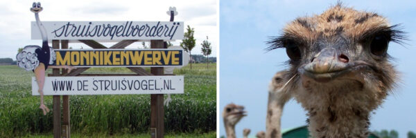 Struisvogelboerderij Monnikenwerve in omgeving West-Zeeuws Vlaanderen