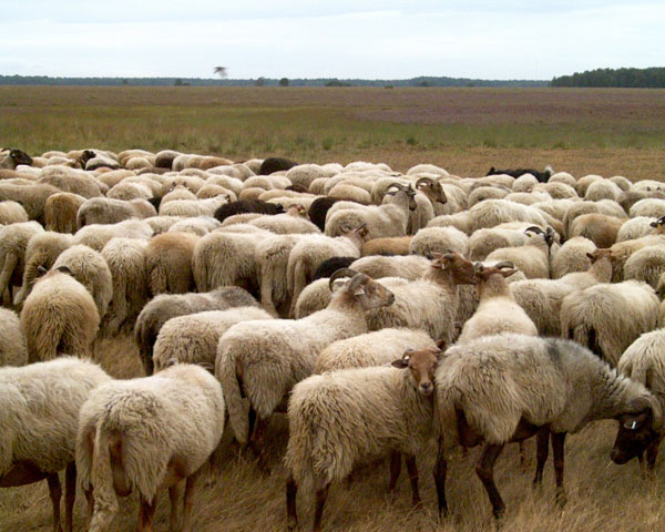 Ruinen, natuur, schapen, dagje uit