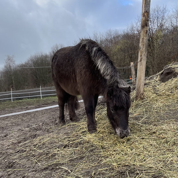 Ponyritjes Maple Farm Bosschenhoofd