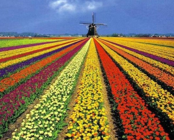 Tulpen, kleurrijk, uittips De Bollenstreek, Zuid-Holland