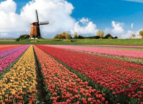 Kleurrijke natuur, de Bollenstreek