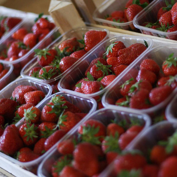 De Prelaat - Verse aardbeien van ons land