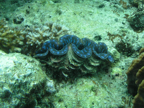 Doopvontschelp bij Schelpenwinkel Cadzand