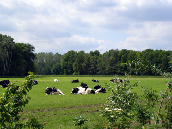 Prachtige omgeving rondom Camping d'n Aanloop