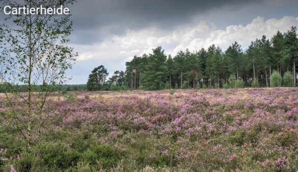 Cartierheide dichtbij Hapert