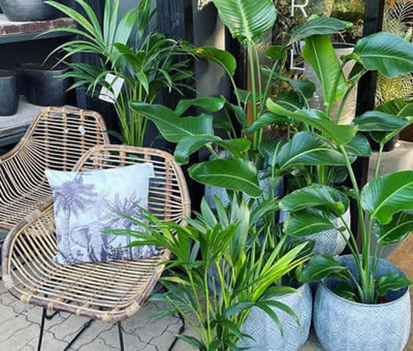 Maak je huis uniek en vol leven met onze planten