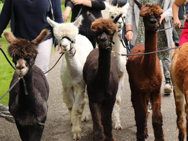 Alpaca wandeling, meet, greet and feed