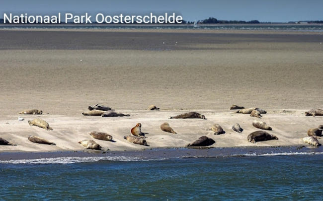 Zeehonden rustend op een zandbank in het Nationaal Park Oosterschelde, een natuurlijke attractie in Zeeland.