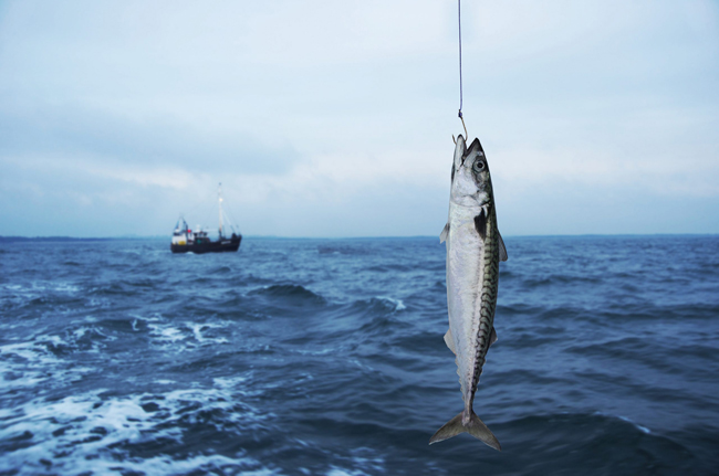 Verse gevangen vis aan een lijn met op de achtergrond een Sharky Charters vissersboot in Vrouwenpolder