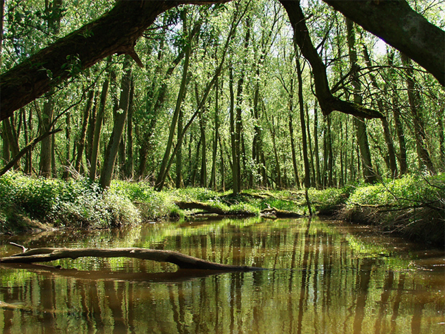 Kano varen in de natuur bij In Plané Water Events Drimmelen