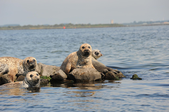 Zonnende zeehonden vanaf de boot gefotografeerd