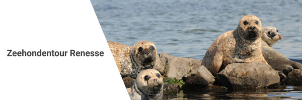 Zeehondentour Renesse in omgeving Zuid Holland
