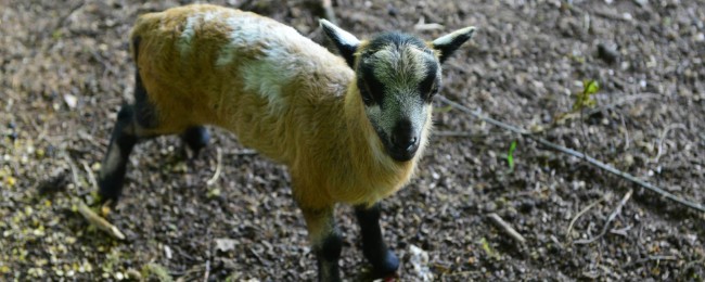jonge geit bewonderen op de boerderij van restaurant de groote hoef in lommel