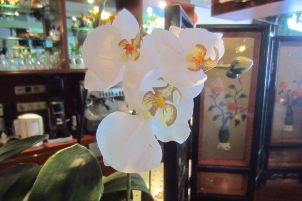 orchidee interieur yangs garden maarn