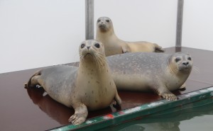 drie zeehonden rusten a seal stellendam