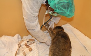 medische verzorging zeehond a seal stellendam