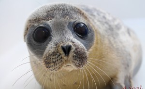 schattige zeehond close up a seal stellendam