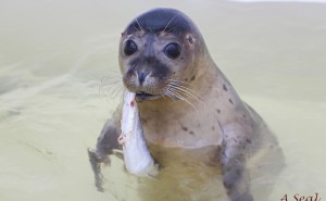 zeehond met vis a seal stellendam