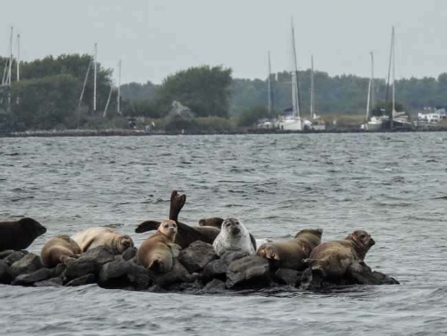 zeehonden spotten bij de brouwersdam met rib safari brouwersdam ouddorp