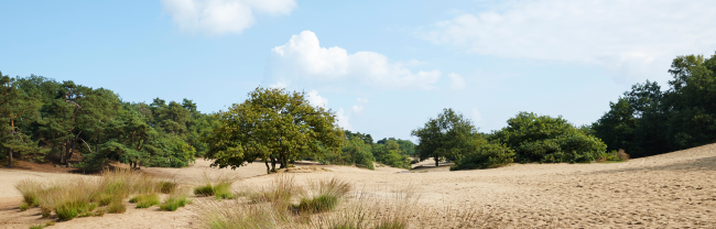 Uniek stuifzandlandschap bij Herberg De Drie Linden in Nationaal Park De Loonse en Drunense Duinen
