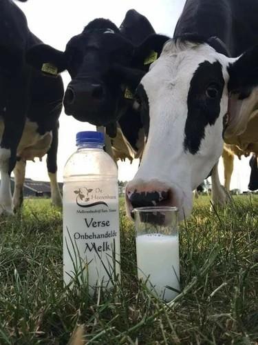 De Heerenhoeve Zuivelboerderij en IJssalon Oostburg – Verse melk rechtstreeks van de koe op het erf