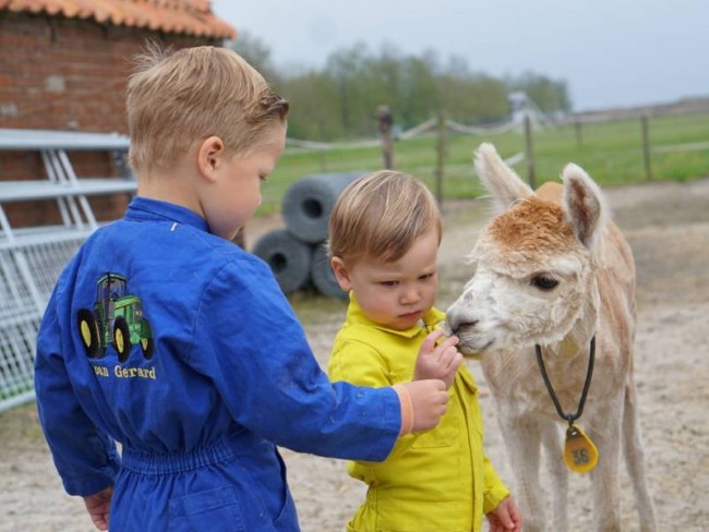 kinderen voeren een alpaca op een boerderij