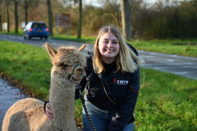 lachende vrouw met alpaca langs een plattelandsweg