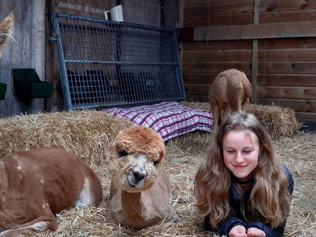 meisje relax met alpacas in een strohok
