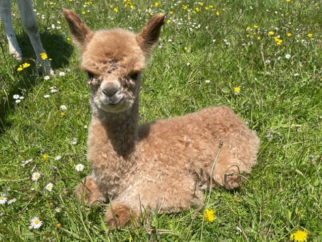pasgeboren alpaca liggend in een bloemenweide