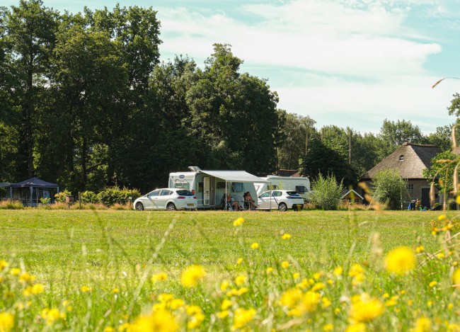 camperplaatsen op een groene camping met bloemenweide en bomen op de achtergrond