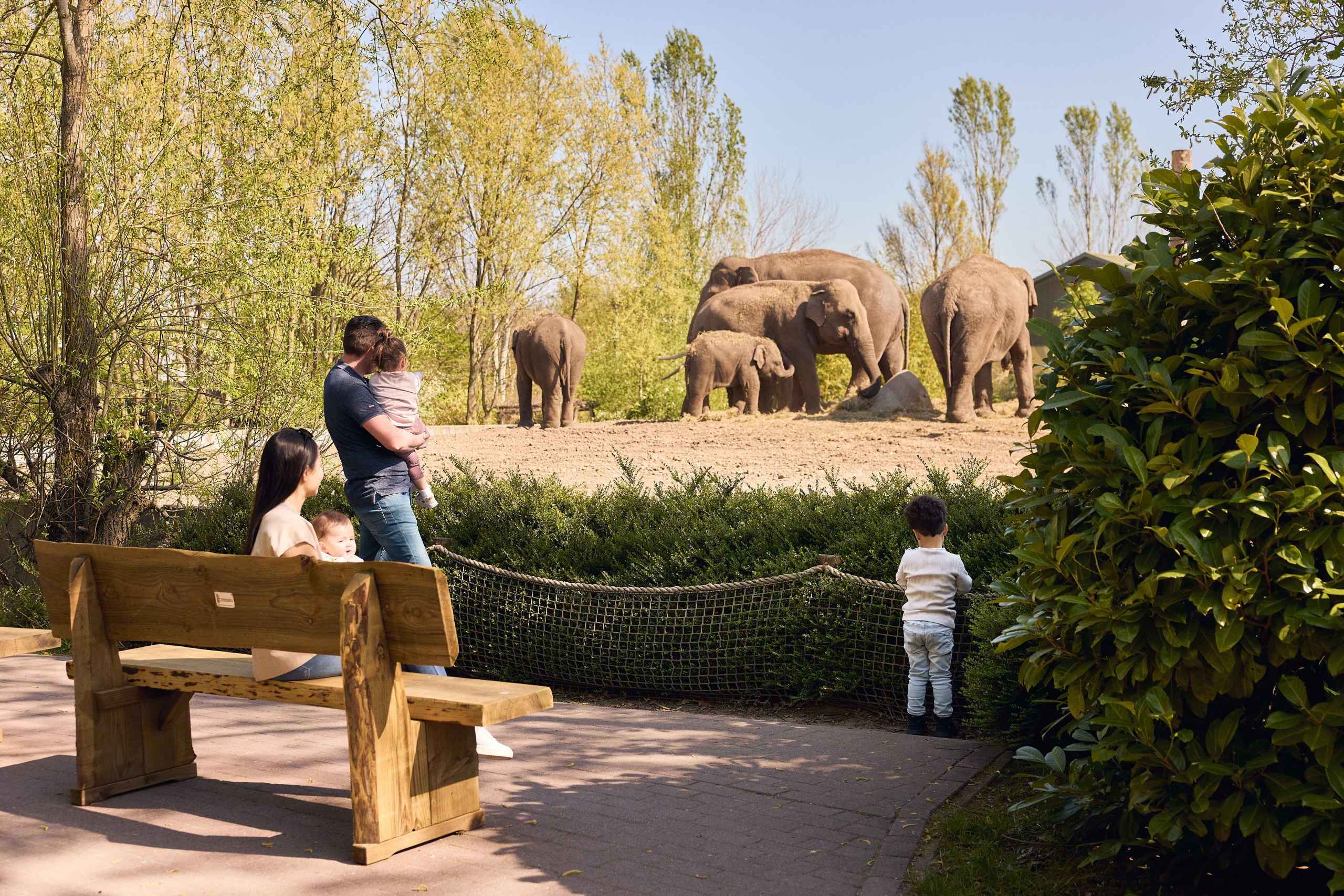 Aziatische olifanten, Eindhoven Zoo