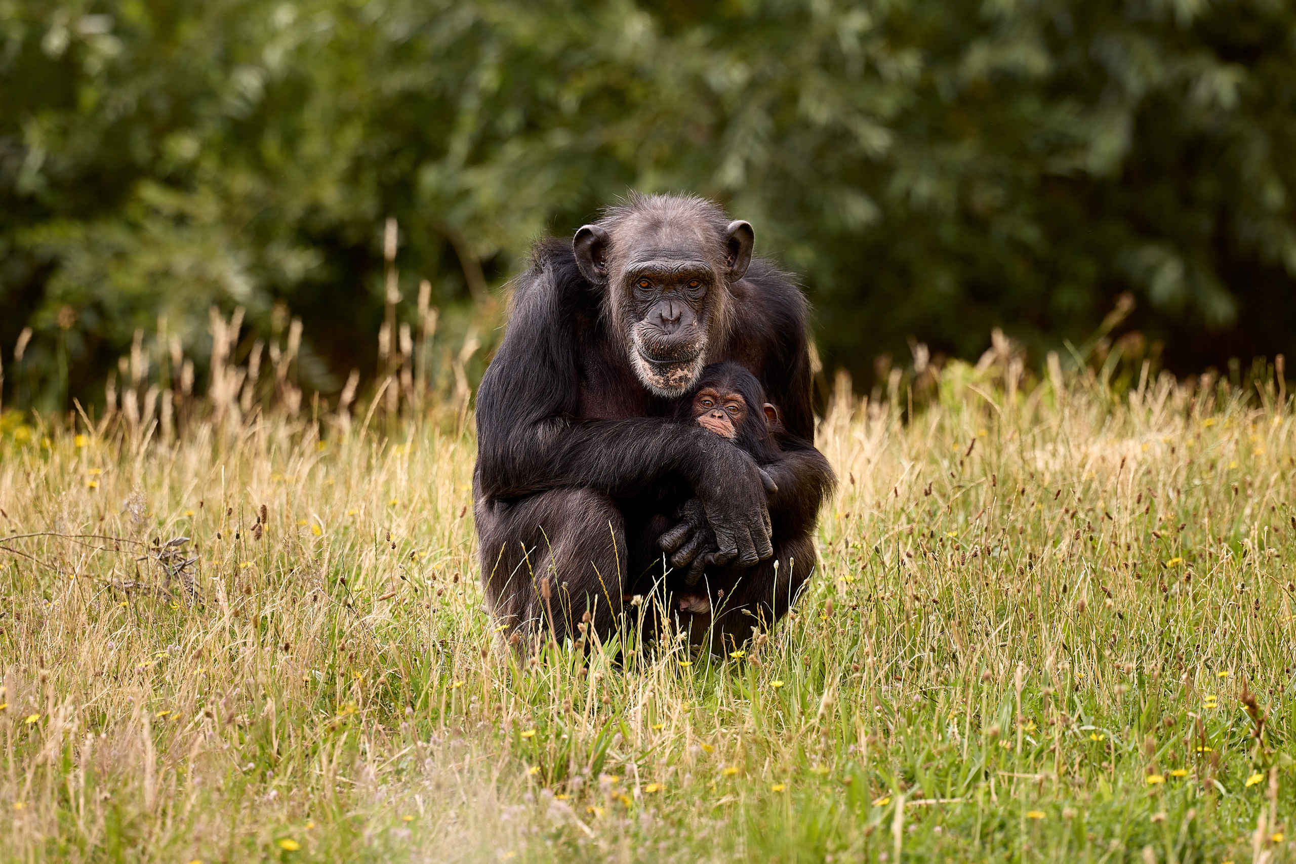 West-Afrikaanse chimpansee, Eindhoven Zoo