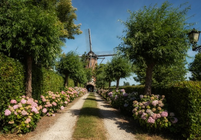 bloomende hortensia lanen met uitzicht op molen