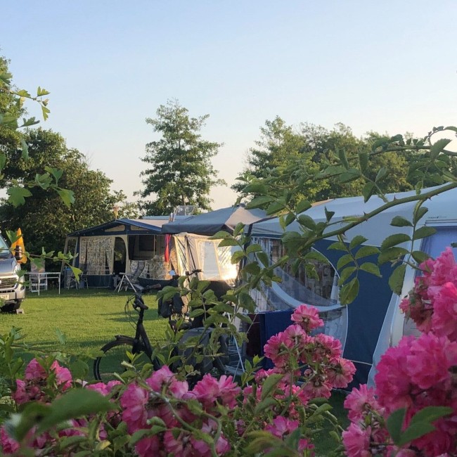 bloeiende campingplaats met ruime staanplaatsen en groene omgeving